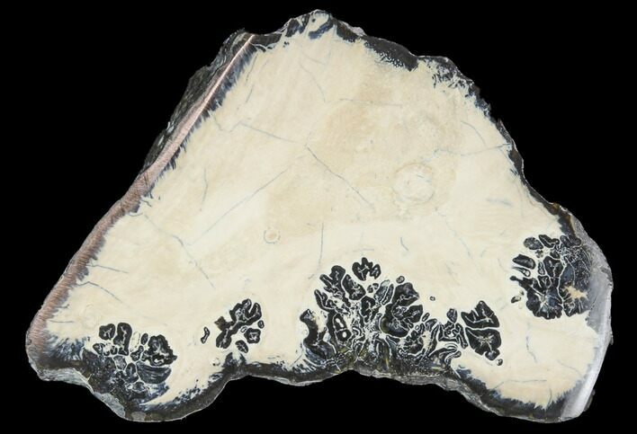 Bargain, Polished Mammoth Molar Section - South Carolina #125558